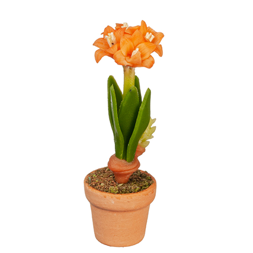 Orange Amaryllis In Pot